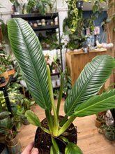 Kép betöltése a galériamegjelenítőbe: Philodendron campii lynette - Tropical Home