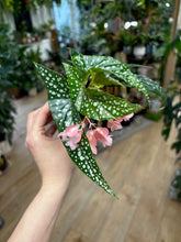 Kép betöltése a galériamegjelenítőbe: Begonia "Silver spot" - ajándékcsomag - Tropical Home