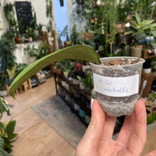 Kép betöltése a galériamegjelenítőbe: Hoya cv. Michelle - Tropical Home