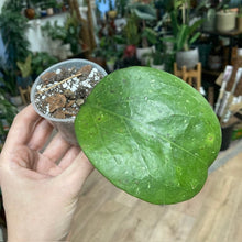 Kép betöltése a galériamegjelenítőbe: Hoya cv. Michelle - Tropical Home