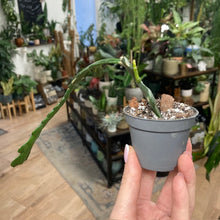 Kép betöltése a galériamegjelenítőbe: Selenicereus anthonyanus mini - Tropical Home