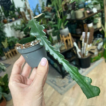 Kép betöltése a galériamegjelenítőbe: Selenicereus anthonyanus mini - Tropical Home