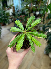 Kép betöltése a galériamegjelenítőbe: Biophytum sensitivum - Little tree - Tropical Home