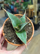 Kép betöltése a galériamegjelenítőbe: Sansevieria pinguicula - Anyósnyelv - Tropical Home