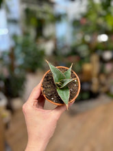 Kép betöltése a galériamegjelenítőbe: Sansevieria pinguicula - Anyósnyelv - Tropical Home