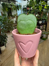 Kép betöltése a galériamegjelenítőbe: Hoya kerrii dupla - kerámia kaspóval - Tropical Home