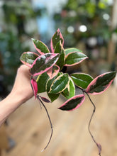 Kép betöltése a galériamegjelenítőbe: Hoya carnosa "Flamingo dream" 6cm - Húsos viaszvirág - Tropical Home
