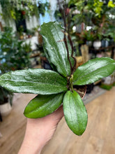 Kép betöltése a galériamegjelenítőbe: Hoya erythrina - Tropical Home
