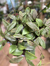 Kép betöltése a galériamegjelenítőbe: Hoya verticillata IML 1618 (Hoya wibergiae) - Tropical Home
