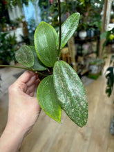 Kép betöltése a galériamegjelenítőbe: Hoya verticillata IML 1618 (Hoya wibergiae) - Tropical Home
