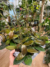 Kép betöltése a galériamegjelenítőbe: Hoya vangviengiensis 6cm - Tropical Home