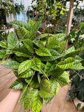 Kép betöltése a galériamegjelenítőbe: Hoya callistophylla 6cm - Tropical Home