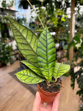 Kép betöltése a galériamegjelenítőbe: Hoya callistophylla 6cm - Tropical Home