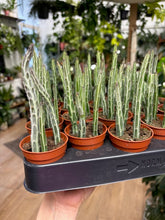 Kép betöltése a galériamegjelenítőbe: Senecio stapeliiformis 6cm - Pickle plant - Tropical Home