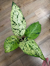 Kép betöltése a galériamegjelenítőbe: Dieffenbachia seguine "Snowflake" - Buzogányvirág - Dumb cane - Tropical Home