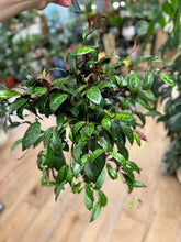 Kép betöltése a galériamegjelenítőbe: Aeschynanthus marmoratus 17cm - Zebraszőlő - Zebra basket vine - Tropical Home