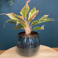 Kép betöltése a galériamegjelenítőbe: Aglaonema "Pink aurora" - Rákvirág - Chinese Evergreen - Tropical Home