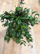 Kép betöltése a galériamegjelenítőbe: Aeschynanthus marmoratus 17cm - Zebraszőlő - Zebra basket vine - Tropical Home