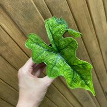 Kép betöltése a galériamegjelenítőbe: Alocasia "Jacklyn" mini - Tropical Home