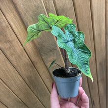 Kép betöltése a galériamegjelenítőbe: Alocasia "Jacklyn" mini - Tropical Home
