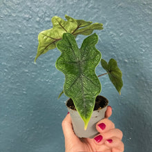 Kép betöltése a galériamegjelenítőbe: Alocasia "Jacklyn" mini - Tropical Home
