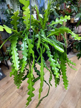 Kép betöltése a galériamegjelenítőbe: Epiphyllum anguliger - Karéjos kaktusz - Fishbone cactus - Tropical Home