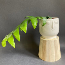 Kép betöltése a galériamegjelenítőbe: Epiphyllum chrysocardium - Páfránylevél kaktusz - Fernleaf cactus - Tropical Home
