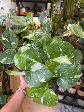 Kép betöltése a galériamegjelenítőbe: Monstera deliciosa “Thai constellation” 6cm