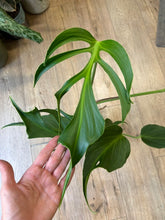 Kép betöltése a galériamegjelenítőbe: Monstera burle-marx "Flame" 14cm