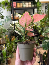 Kép betöltése a galériamegjelenítőbe: Aglaonema pink 9cm - Rákvirág - Chinese Evergreen