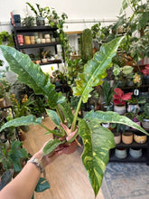 Kép betöltése a galériamegjelenítőbe: Philodendron "Ring of fire” 12cm