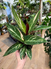 Kép betöltése a galériamegjelenítőbe: Stromanthe sanguinea "Magic star" - Pompás dárdalevél - Tropical Home