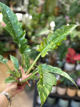 Kép betöltése a galériamegjelenítőbe: Philodendron "Ring of fire” 12cm
