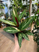 Kép betöltése a galériamegjelenítőbe: Stromanthe sanguinea "Magic star" - Pompás dárdalevél - Tropical Home
