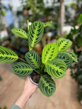 Kép betöltése a galériamegjelenítőbe: Maranta "Lemon lime" - Nyílgyökér - Prayer plant - Tropical Home