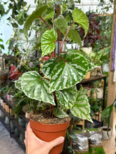 Kép betöltése a galériamegjelenítőbe: Begonia "Cream Powder"