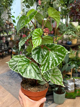 Kép betöltése a galériamegjelenítőbe: Begonia "Cream Powder"