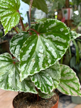 Kép betöltése a galériamegjelenítőbe: Begonia "Cream Powder"
