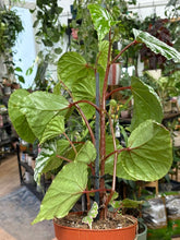 Kép betöltése a galériamegjelenítőbe: Begonia "Cream Powder"