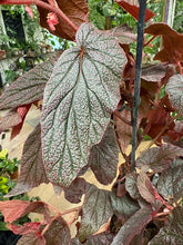 Kép betöltése a galériamegjelenítőbe: Begonia "Morris"
