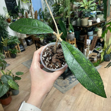 Kép betöltése a galériamegjelenítőbe: Hoya finlaysonii "Long leaf" - Saját szaporítás - Tropical Home