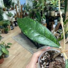Kép betöltése a galériamegjelenítőbe: Hoya finlaysonii "Long leaf" - Saját szaporítás - Tropical Home