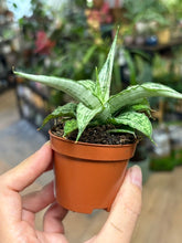 Kép betöltése a galériamegjelenítőbe: Sansevieria "Cinta" 6cm - Anyósnyelv