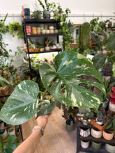 Kép betöltése a galériamegjelenítőbe: Monstera deliciosa “Thai constellation" 10cm
