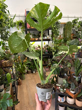 Kép betöltése a galériamegjelenítőbe: Monstera deliciosa “Thai constellation" 10cm