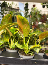 Kép betöltése a galériamegjelenítőbe: Philodendron "Green congo" hibrid 6cm