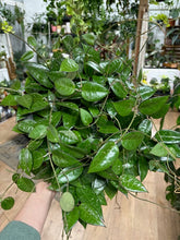 Kép betöltése a galériamegjelenítőbe: Hoya parasitica "Black margin" 6cm - Tropical Home