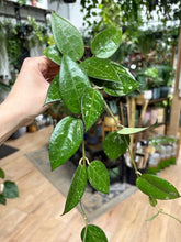 Kép betöltése a galériamegjelenítőbe: Hoya parasitica "Black margin" 6cm - Tropical Home