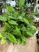 Kép betöltése a galériamegjelenítőbe: Hoya callistophylla "Black cat" 6cm átmérő - Tropical Home