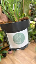 Kép betöltése a galériamegjelenítőbe: Monstera burle-marx "Flame" 14cm